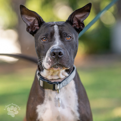 Ralphie, an adoptable Terrier, Mixed Breed in Honolulu, HI, 96826 | Photo Image 3