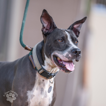 Ralphie, an adoptable Terrier, Mixed Breed in Honolulu, HI, 96826 | Photo Image 3