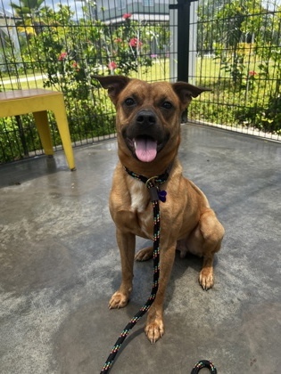 Nano, an adoptable Mixed Breed in Honolulu, HI, 96826 | Photo Image 1