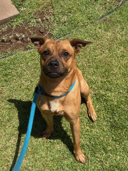 Nano, an adoptable Mixed Breed in Honolulu, HI, 96826 | Photo Image 2
