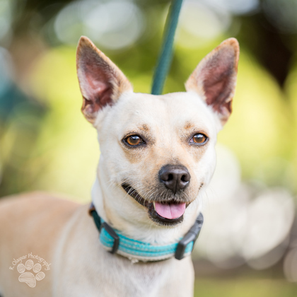 Gobstopper, an adoptable Terrier, Mixed Breed in Honolulu, HI, 96826 | Photo Image 1