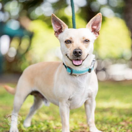 Gobstopper, an adoptable Terrier, Mixed Breed in Honolulu, HI, 96826 | Photo Image 2