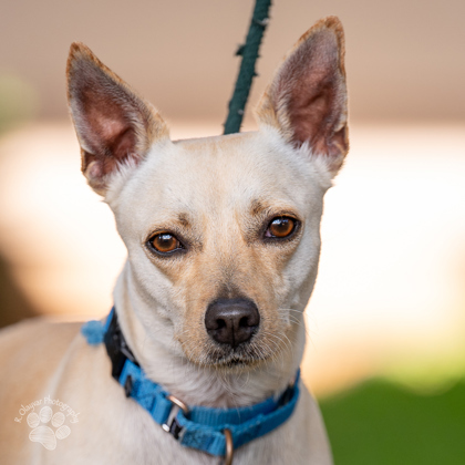 Gobstopper, an adoptable Terrier, Mixed Breed in Honolulu, HI, 96826 | Photo Image 2