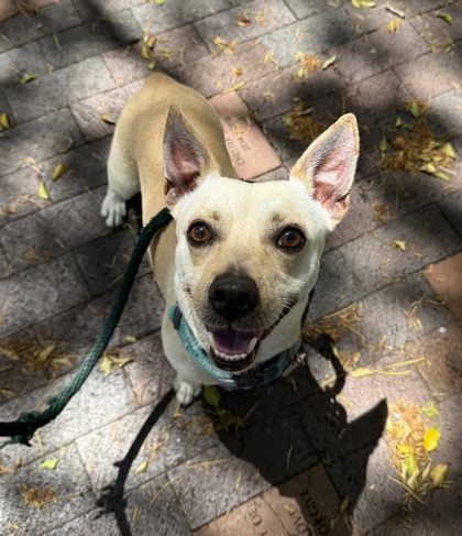 Gobstopper, an adoptable Terrier, Mixed Breed in Honolulu, HI, 96826 | Photo Image 3