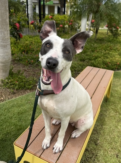 Stevie, an adoptable Mixed Breed in Honolulu, HI, 96826 | Photo Image 1
