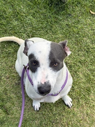 Stevie, an adoptable Mixed Breed in Honolulu, HI, 96826 | Photo Image 2