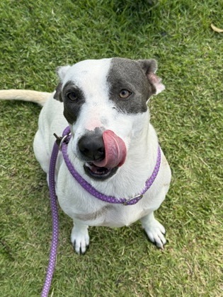 Stevie, an adoptable Mixed Breed in Honolulu, HI, 96826 | Photo Image 3