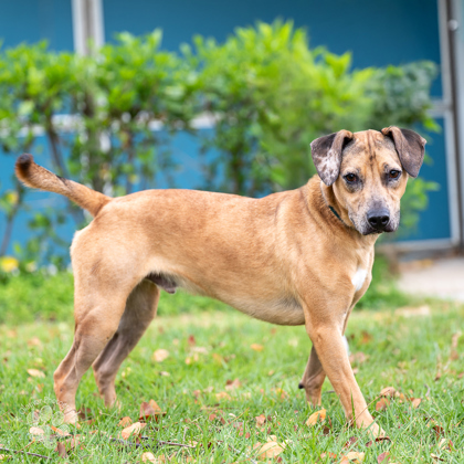 Snoopy, an adoptable Terrier, Mixed Breed in Honolulu, HI, 96826 | Photo Image 1