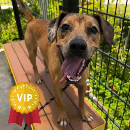 Snoopy, an adoptable Terrier, Mixed Breed in Honolulu, HI, 96826 | Photo Image 1