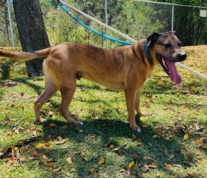 Snoopy, an adoptable Terrier, Mixed Breed in Honolulu, HI, 96826 | Photo Image 3
