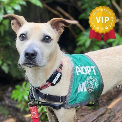 Kinako, an adoptable Terrier, Mixed Breed in Honolulu, HI, 96826 | Photo Image 1