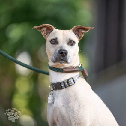 Kinako, an adoptable Terrier, Mixed Breed in Honolulu, HI, 96826 | Photo Image 1
