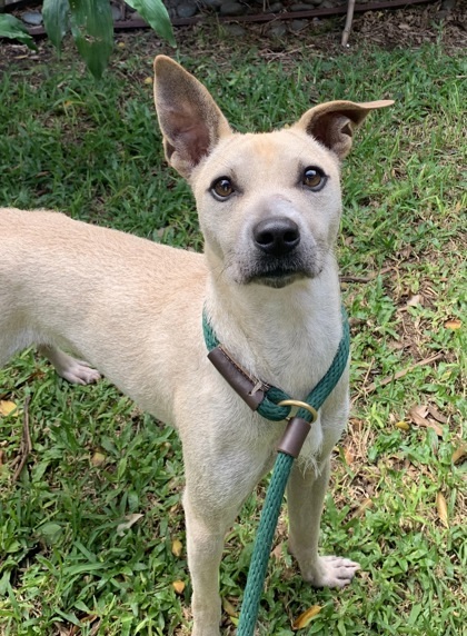 Kinako, an adoptable Terrier, Mixed Breed in Honolulu, HI, 96826 | Photo Image 2