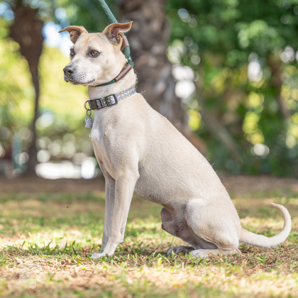 Kinako, an adoptable Terrier, Mixed Breed in Honolulu, HI, 96826 | Photo Image 2
