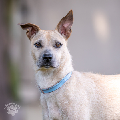 Kinako, an adoptable Terrier, Mixed Breed in Honolulu, HI, 96826 | Photo Image 3