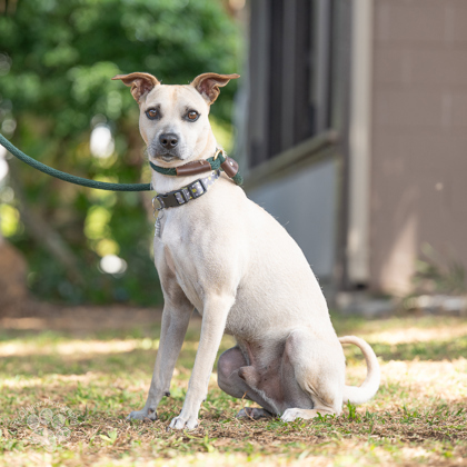 Kinako, an adoptable Terrier, Mixed Breed in Honolulu, HI, 96826 | Photo Image 3
