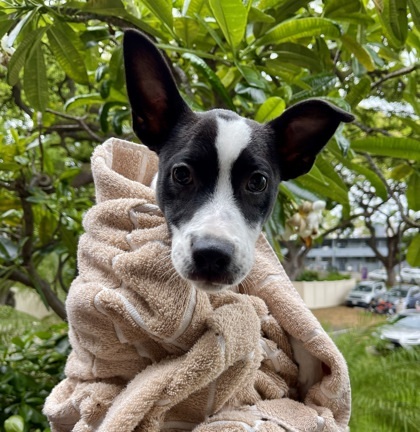 Spot, an adoptable Mixed Breed in Honolulu, HI, 96826 | Photo Image 1