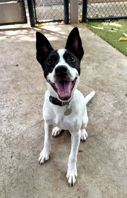 Spot, an adoptable Mixed Breed in Honolulu, HI, 96826 | Photo Image 1