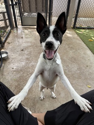Spot, an adoptable Mixed Breed in Honolulu, HI, 96826 | Photo Image 2