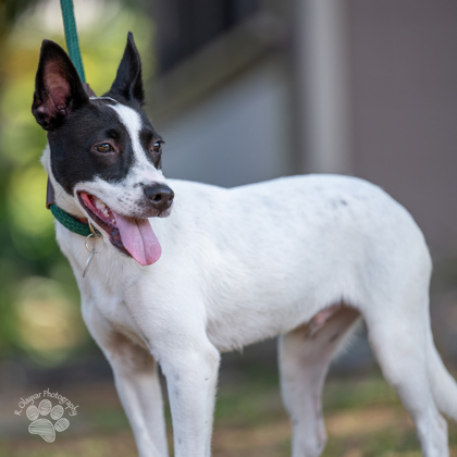 Spot, an adoptable Mixed Breed in Honolulu, HI, 96826 | Photo Image 3