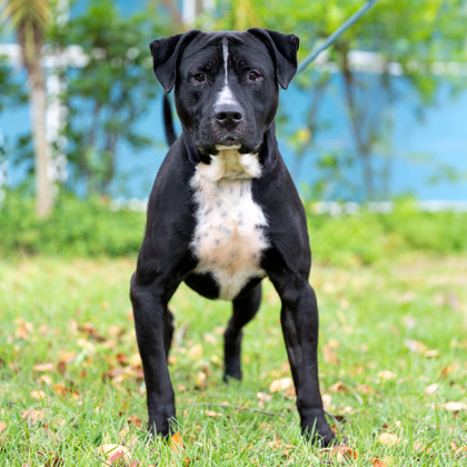 Lopaka, an adoptable Pit Bull Terrier, Mixed Breed in Honolulu, HI, 96826 | Photo Image 1