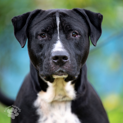 Lopaka, an adoptable Pit Bull Terrier, Mixed Breed in Honolulu, HI, 96826 | Photo Image 2