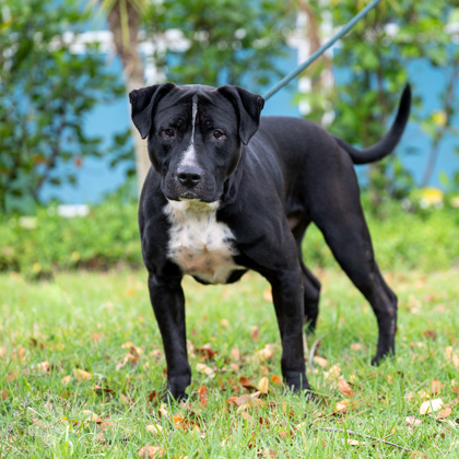 Lopaka, an adoptable Pit Bull Terrier, Mixed Breed in Honolulu, HI, 96826 | Photo Image 3
