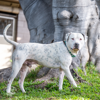 Eeyore, an adoptable Pit Bull Terrier, Mixed Breed in Honolulu, HI, 96826 | Photo Image 1