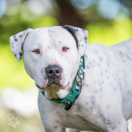 Eeyore, an adoptable Pit Bull Terrier, Mixed Breed in Honolulu, HI, 96826 | Photo Image 2