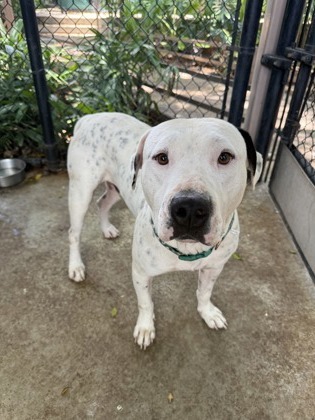 Eeyore, an adoptable Pit Bull Terrier, Mixed Breed in Honolulu, HI, 96826 | Photo Image 3
