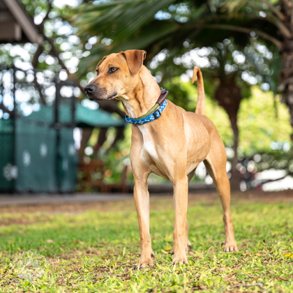 Samus, an adoptable Mixed Breed in Honolulu, HI, 96826 | Photo Image 1