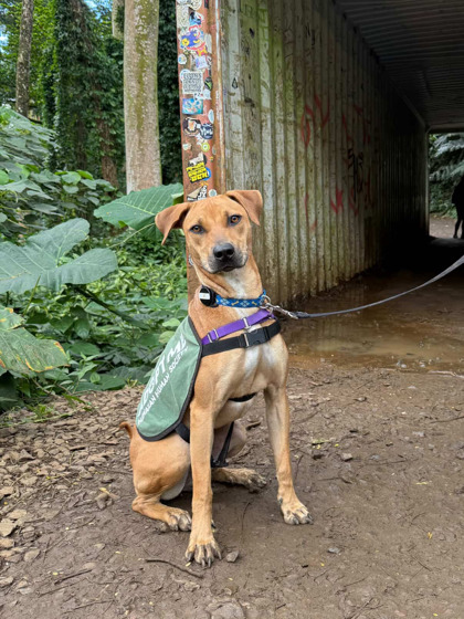 Samus, an adoptable Mixed Breed in Honolulu, HI, 96826 | Photo Image 1