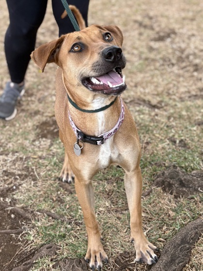 Samus, an adoptable Mixed Breed in Honolulu, HI, 96826 | Photo Image 2