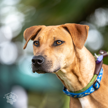 Samus, an adoptable Mixed Breed in Honolulu, HI, 96826 | Photo Image 3