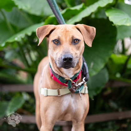 Samus, an adoptable Mixed Breed in Honolulu, HI, 96826 | Photo Image 3