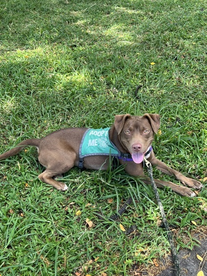 Cinnamon, an adoptable Terrier, Mixed Breed in Honolulu, HI, 96826 | Photo Image 1