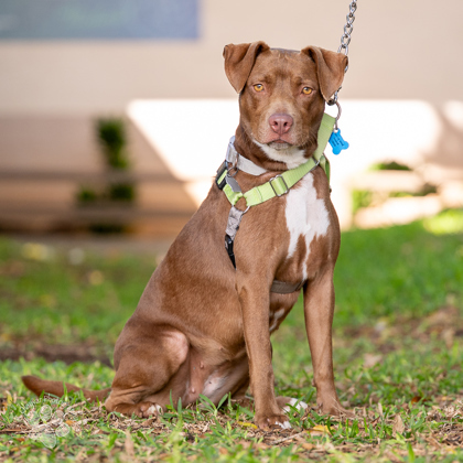 Cinnamon, an adoptable Terrier, Mixed Breed in Honolulu, HI, 96826 | Photo Image 1