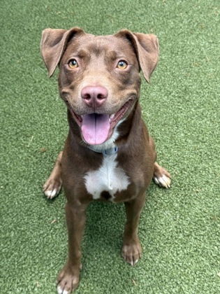 Cinnamon, an adoptable Terrier, Mixed Breed in Honolulu, HI, 96826 | Photo Image 2