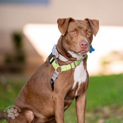 Cinnamon, an adoptable Terrier, Mixed Breed in Honolulu, HI, 96826 | Photo Image 2