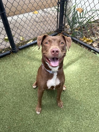 Cinnamon, an adoptable Terrier, Mixed Breed in Honolulu, HI, 96826 | Photo Image 3
