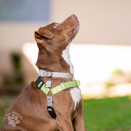 Cinnamon, an adoptable Terrier, Mixed Breed in Honolulu, HI, 96826 | Photo Image 3