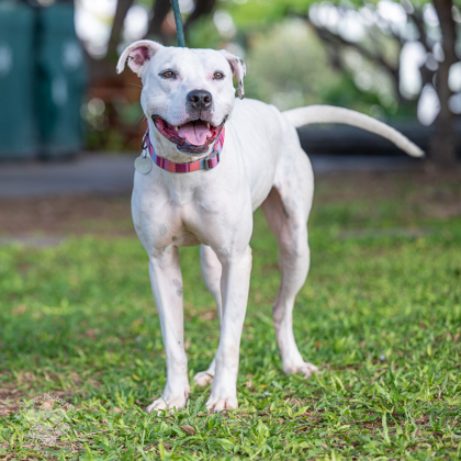 Dawn, an adoptable Terrier, Mixed Breed in Honolulu, HI, 96826 | Photo Image 1