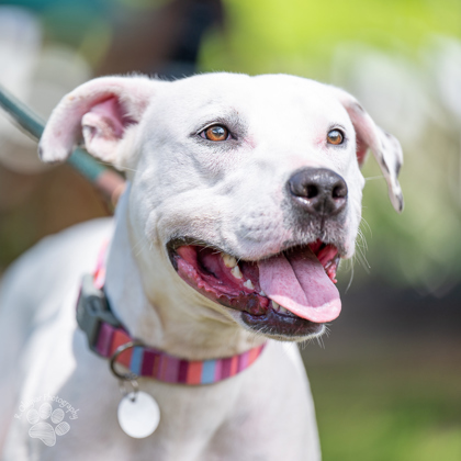 Dawn, an adoptable Terrier, Mixed Breed in Honolulu, HI, 96826 | Photo Image 2