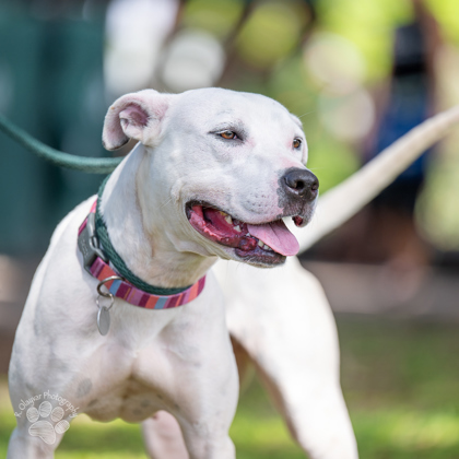 Dawn, an adoptable Terrier, Mixed Breed in Honolulu, HI, 96826 | Photo Image 3