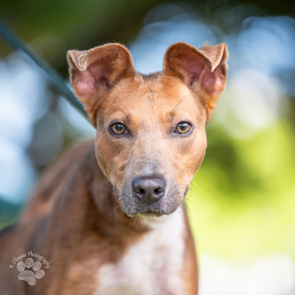 Lebron, an adoptable Terrier, Mixed Breed in Honolulu, HI, 96826 | Photo Image 1