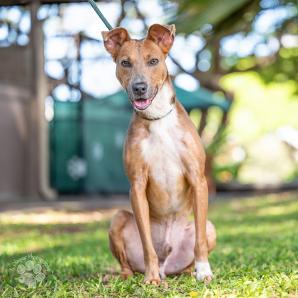 Lebron, an adoptable Terrier, Mixed Breed in Honolulu, HI, 96826 | Photo Image 2