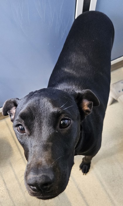 Lava, an adoptable Terrier, Mixed Breed in Honolulu, HI, 96826 | Photo Image 1