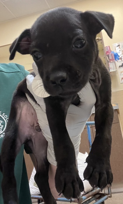 Lava, an adoptable Terrier, Mixed Breed in Honolulu, HI, 96826 | Photo Image 2