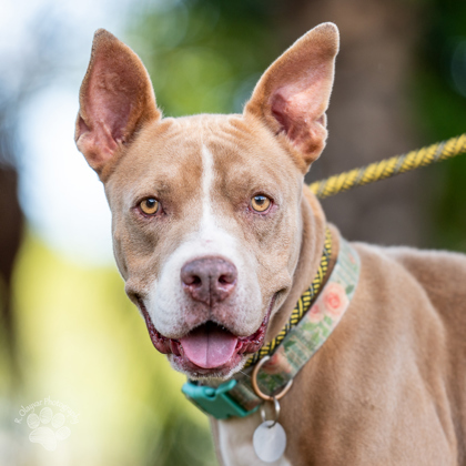 Sassy, an adoptable Pit Bull Terrier, Mixed Breed in Honolulu, HI, 96826 | Photo Image 1
