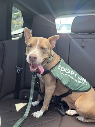 Sassy, an adoptable Pit Bull Terrier, Mixed Breed in Honolulu, HI, 96826 | Photo Image 2